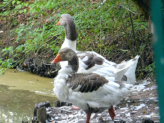 Die Gänse sind zu alt zum Braten