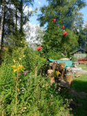 Impressionen vom Fischteich